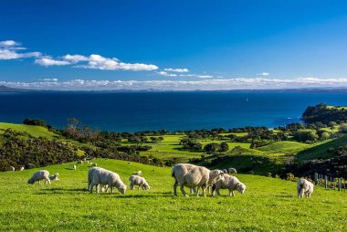New Zealand Dollar's February Blues Just a Blip says Westpac