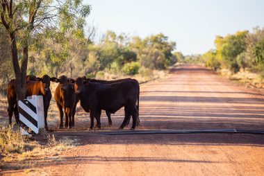 Australia beef