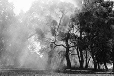 Aussie bushfires